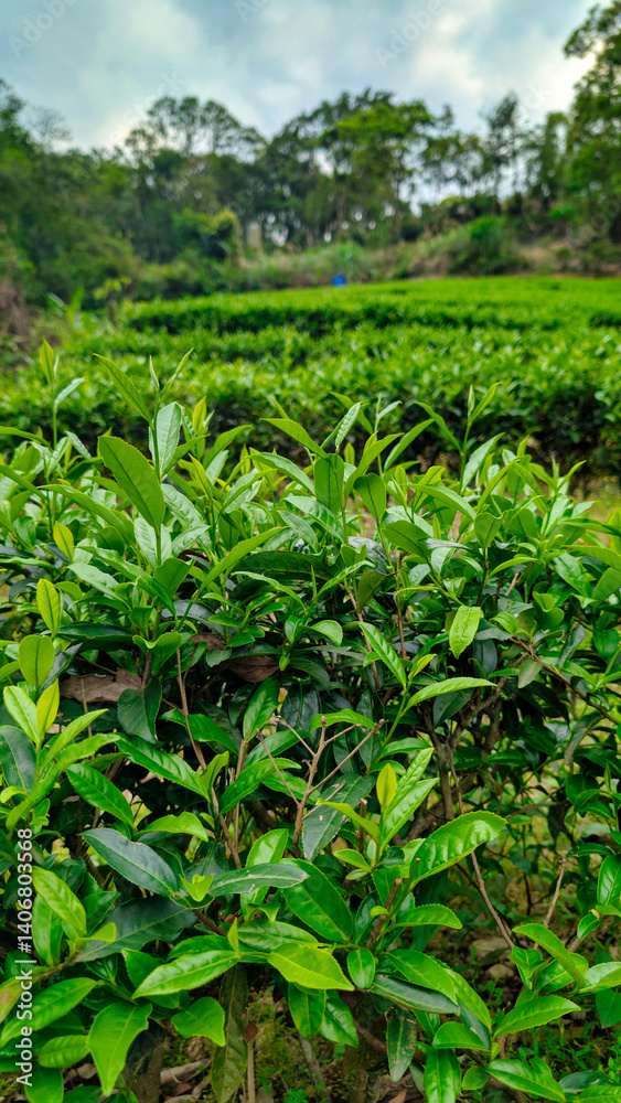 Chinese tea plantation
