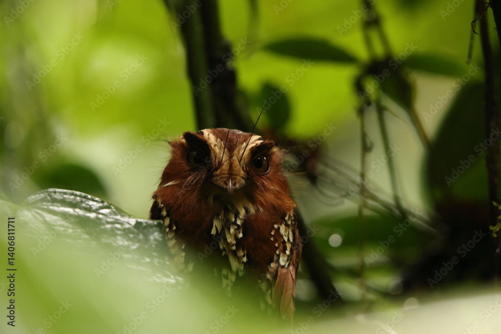 Obraz premium The feline owlet-nightjar (Aegotheles insignis) is a species of bird in the family Aegothelidae. It is found in New Guinea. 