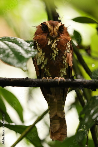 The feline owlet-nightjar (Aegotheles insignis) is a species of bird in the family Aegothelidae. It is found in New Guinea.  photo