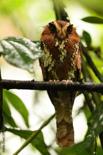 The feline owlet-nightjar (Aegotheles insignis) is a species of bird in the family Aegothelidae. It is found in New Guinea.  photo