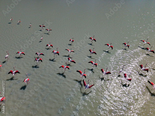 Flock of Flamingos Wading in the Lake