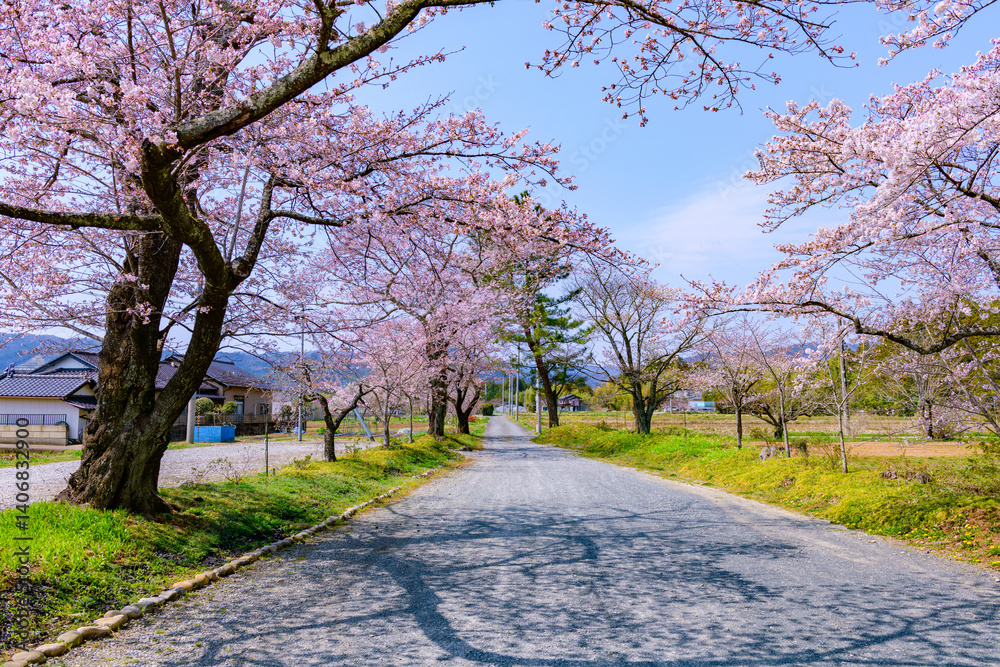 Obraz premium 福島県相馬市の涼ケ岡(すずみがおか)八幡神社と桜