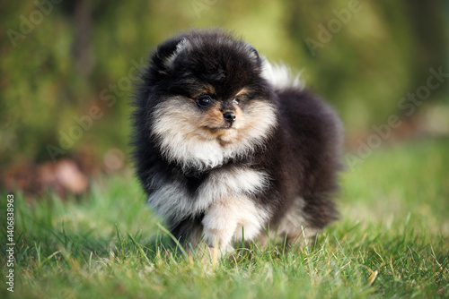 close up portrait of a black and tan pomeranian spitz puppy standing on grass