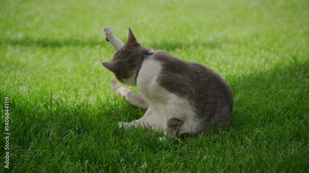 Cat Grooming Itself on Green Lawn Cat Grooming Itself on Green Lawn