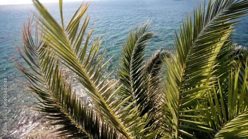 Overlooking the Adriatic Sea and palm trees in Montenegro
Overlooking the Adriatic Sea and palm trees in Montenegro