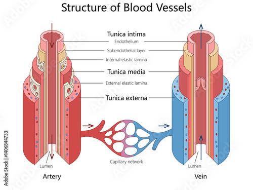 Anatomical diagram structural differences between arteries, veins, tunica layers and blood flow direction through vessels diagram hand drawn schematic raster. Medical science educational illustration