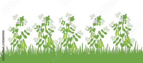Nature background of green pea bushes isolated on white. Gardening, farming, agriculture and cover crops concept. Vector hand drawn clipart.