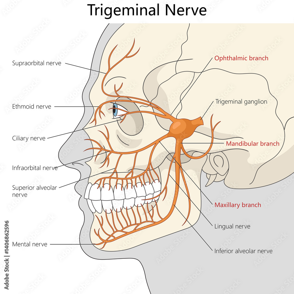 Obraz premium anatomical illustration showing the trigeminal nerve and its ophthalmic, maxillary, and mandibular branches across the human face diagram hand drawn raster illustration. Medical science educational