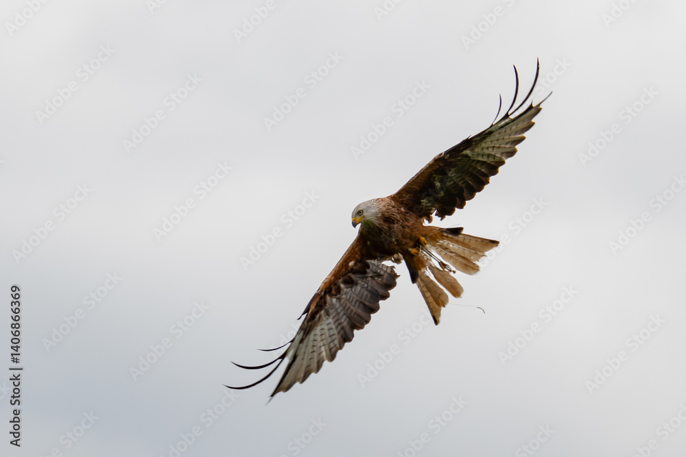 Fototapeta premium Red kite in flight