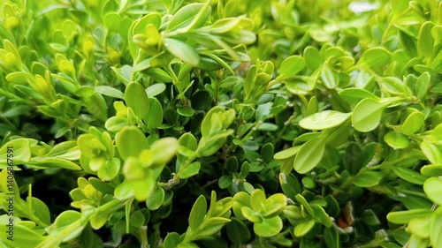 Wallpaper Mural Green young leaves in the rays of the summer morning sun. The bright green leaves of the trees are swaying in the wind. Beautiful bokeh-style background. Abstract slow motion Torontodigital.ca