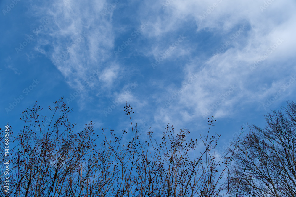 Fototapeta premium 冬木立と雲