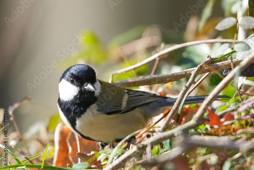 Obraz na płótnie japanese tit w salonie