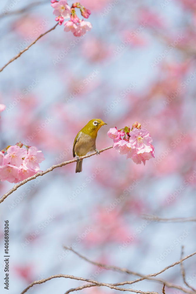 Cute white-eye sucking on cherry blossom honey.
Cute white-eye sucking on cherry blossom honey.