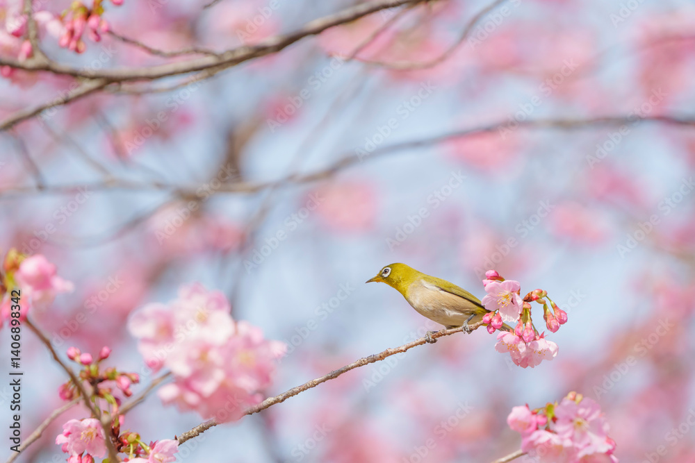 Cute white-eye sucking on cherry blossom honey.
Cute white-eye sucking on cherry blossom honey.
