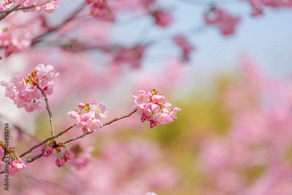 Close-up of cherry blossoms, spring plants, bright pink Close-up of cherry blossoms, spring plants, bright pink