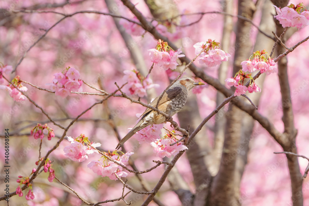 Chickadees tasting cherry flower honey, spring scenery Chickadees tasting cherry flower honey, spring scenery