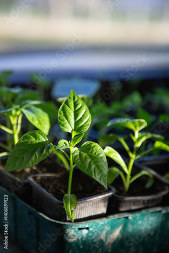 Obraz na płótnie fresh seedlings frowing in a pot w salonie