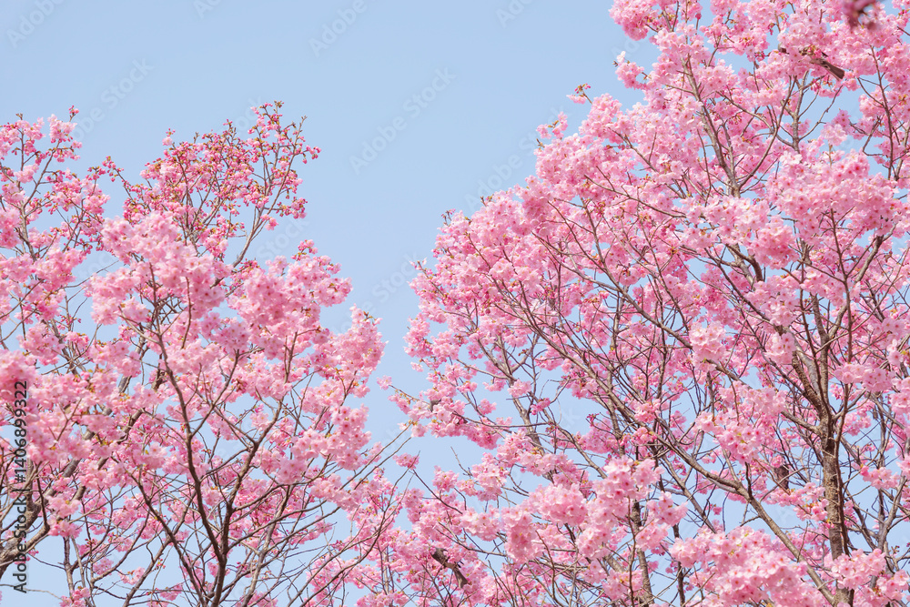 Close-up of cherry blossoms, spring plants, bright pink Close-up of cherry blossoms, spring plants, bright pink
