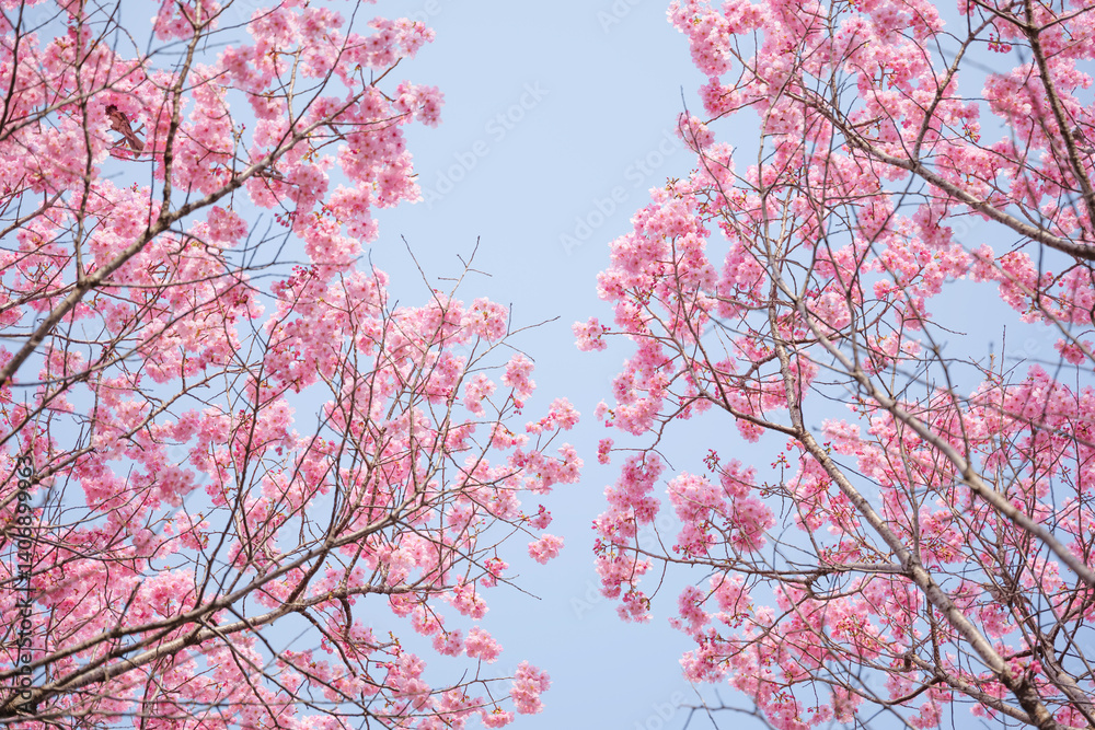 Close-up of cherry blossoms, spring plants, bright pink Close-up of cherry blossoms, spring plants, bright pink