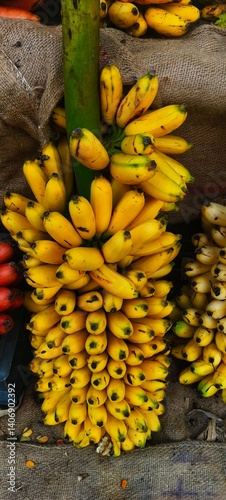 a bunch of ripe and semi-ripe bananas