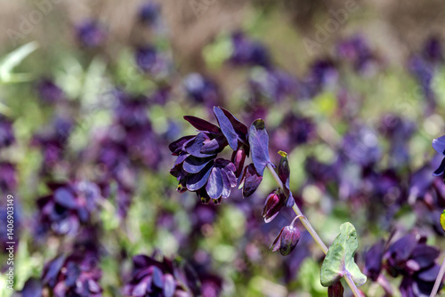 Bright, flowering plant (Cerinthe major) close-up