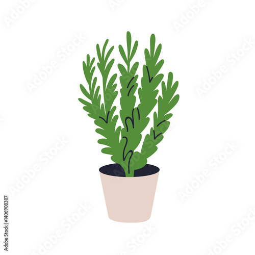 Rosemary plant growing in pot. Green herbal leaves, fresh aromatic spice, nat...