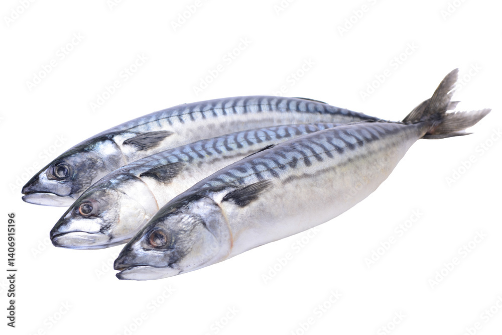 Fresh fish mackerel on a white background