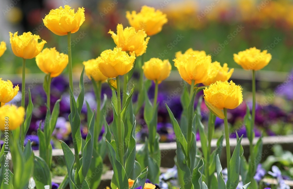 Obraz premium Colorful tulips in the park in spring 
