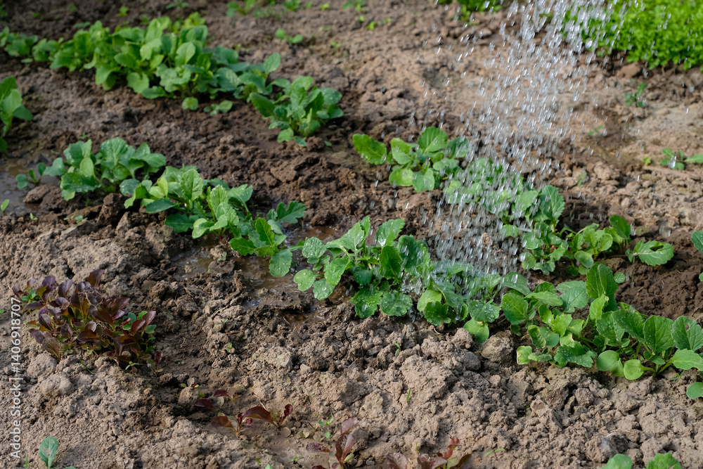 Watering Radish Rows. Soft Sunlight in the Greenhouse, Care, Fertilizing, Home Growing, Vegetable Gardening Concept. Copy Space. Watering Radish Rows. Soft Sunlight in the Greenhouse, Care, Fertilizing, Home Growing, Vegetable Gardening Concept. Copy Space.