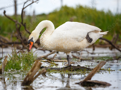 Mute swan (Cygnus olor) in home environment