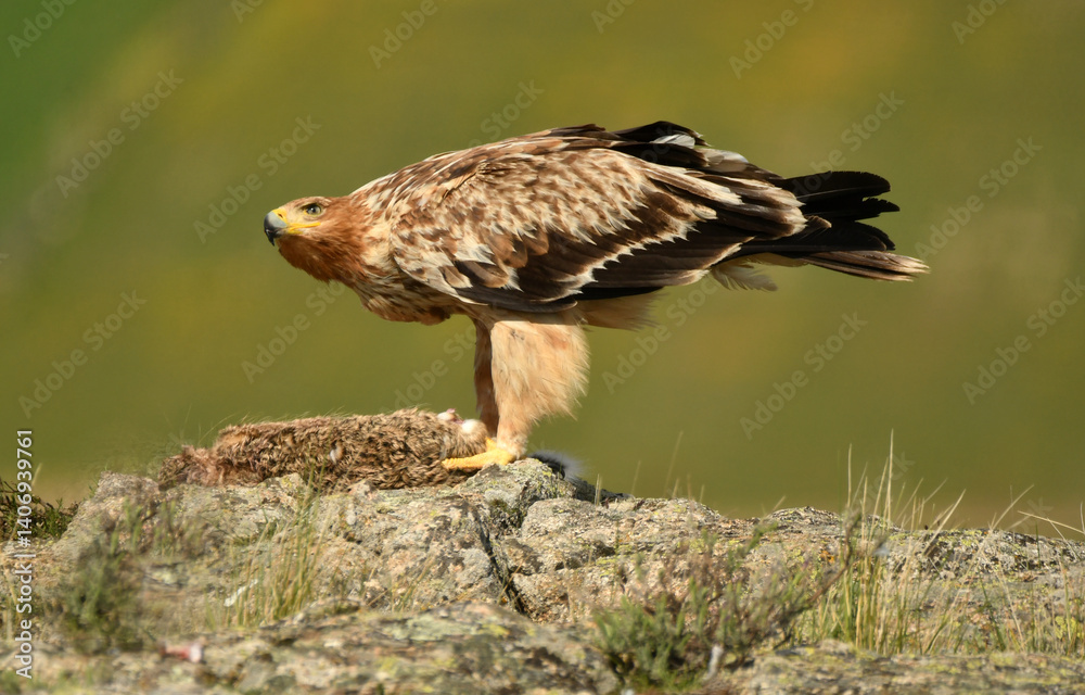 Fototapeta premium Joven aguila imperial en el campo en primavera