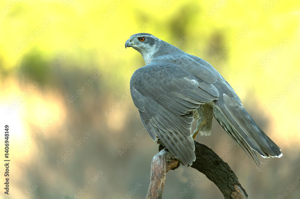 Adult female Northern goshawk in a Mediterranean oak and pine forest in the last light of a winter day