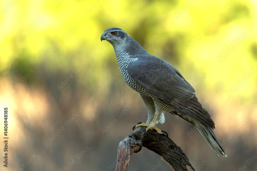 Adult female Northern goshawk in a Mediterranean oak and pine forest in the last light of a winter day