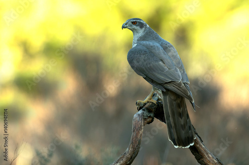 Obraz na płótnie Adult female Northern goshawk in a Mediterranean oak and pine forest in the last light of a winter day w salonie