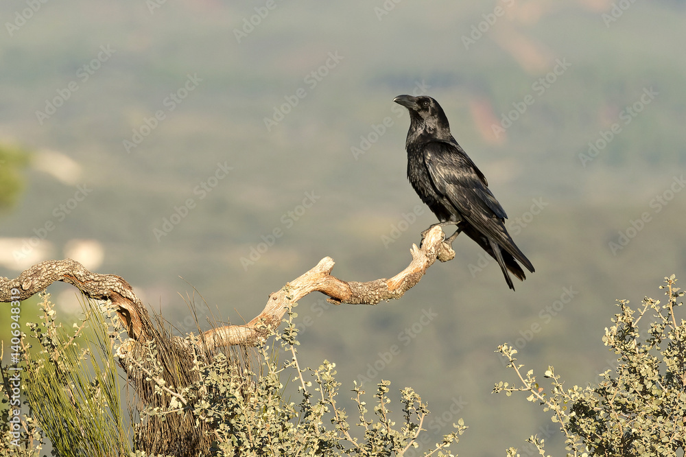 Common raven in a Mediterranean mid-mountain area of oak and pine trees at first light on a winter day