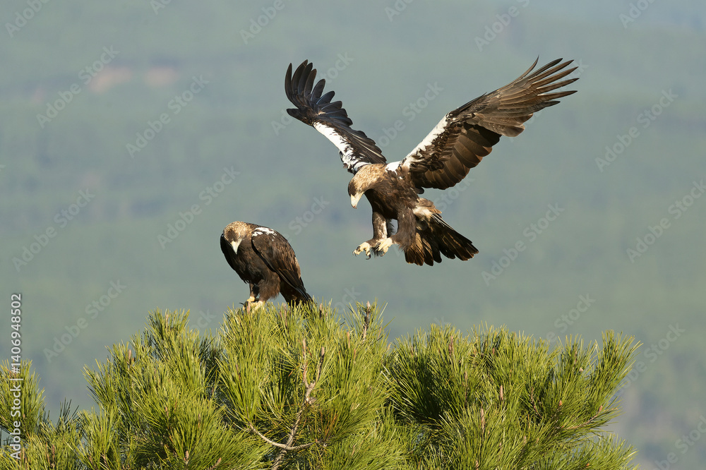 Adult male and female Spanish Imperial Eagles on their favorite perch in a pine tree in a Mediterranean mountainous area at first light on a January day.