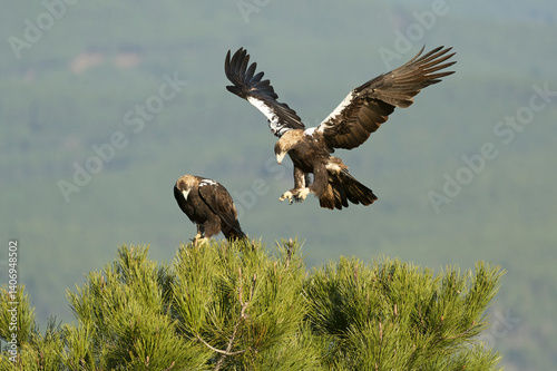 Obraz na płótnie Adult male and female Spanish Imperial Eagles on their favorite perch in a pine tree in a Mediterranean mountainous area at first light on a January day. w salonie