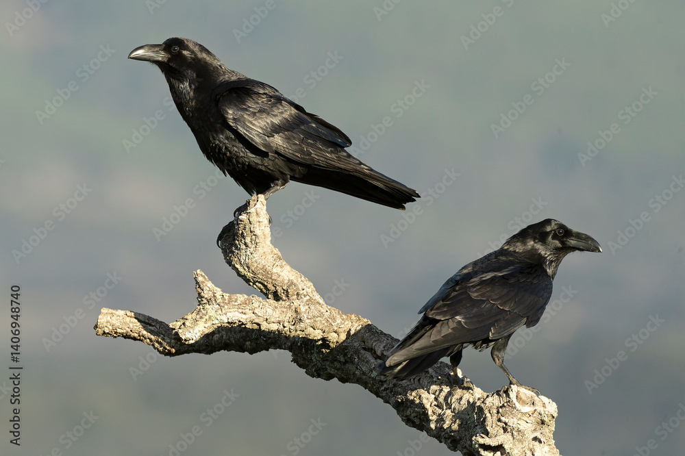 Common raven in a Mediterranean mid-mountain area of oak and pine trees at first light on a winter day