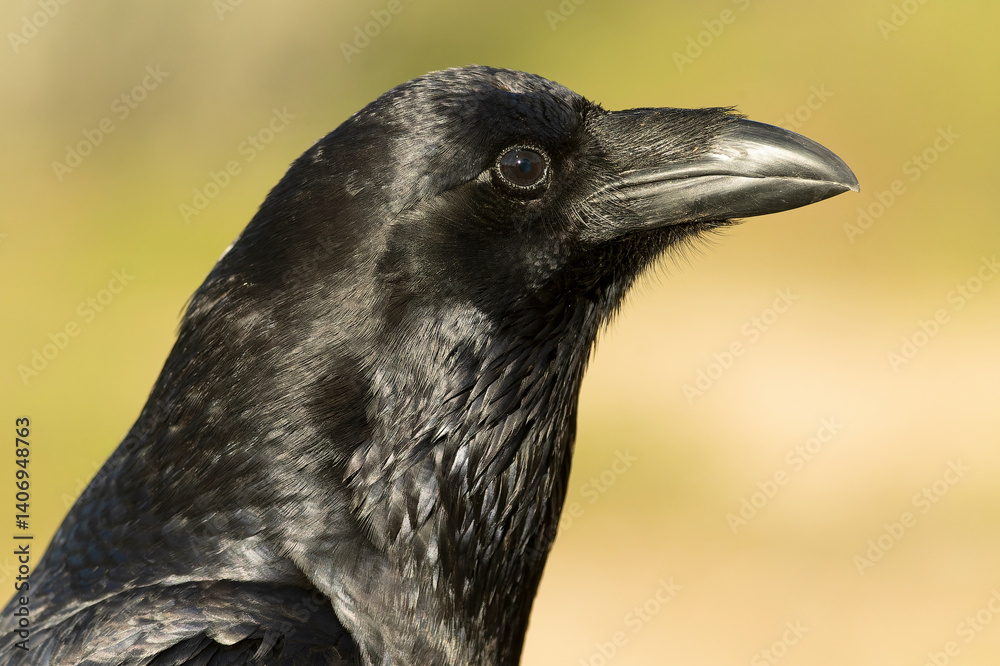 Common raven in a Mediterranean mid-mountain area of oak and pine trees at first light on a winter day