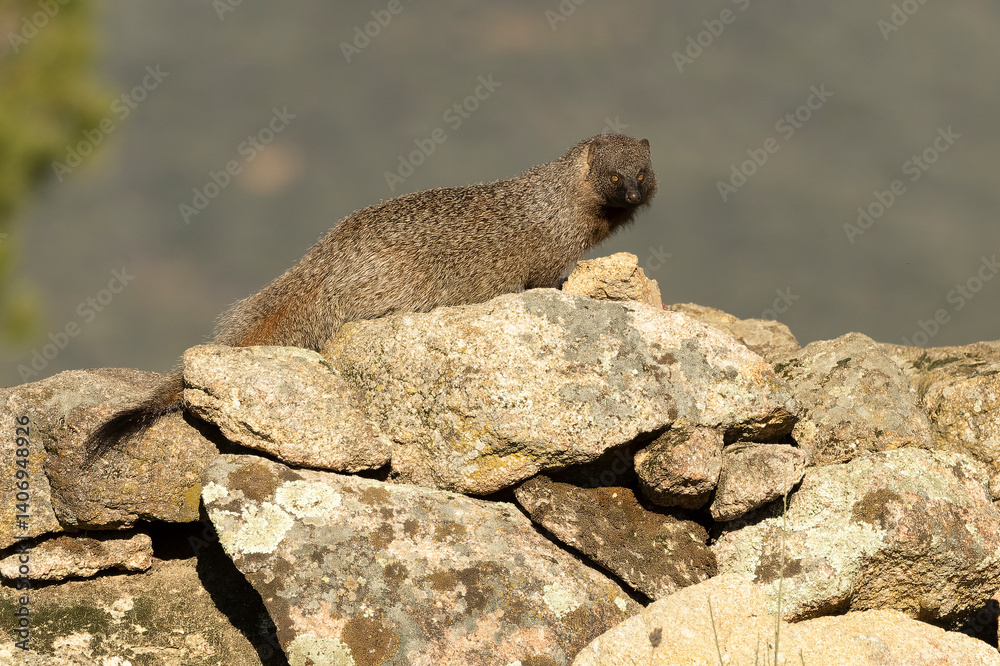 Mongoose in a Mediterranean forest of pines and oaks in the last light of a cold January evening