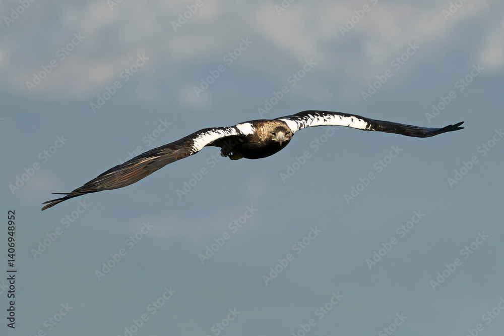 Spanish Imperial Eagle flying in its territory in a Mediterranean forest of oaks and pines at first light on a winter day