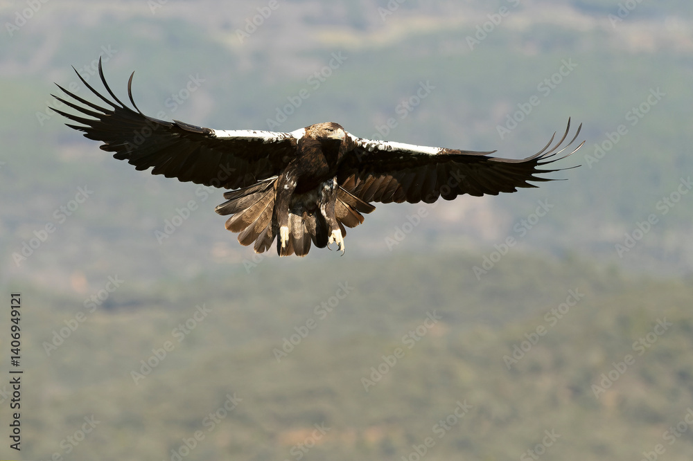 Spanish Imperial Eagle flying in its territory in a Mediterranean forest of oaks and pines at first light on a winter day