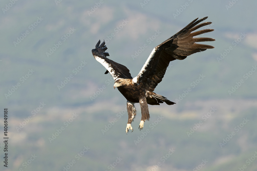 Spanish Imperial Eagle flying in its territory in a Mediterranean forest of oaks and pines at first light on a winter day