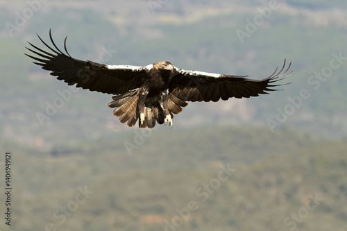 Obraz na płótnie Spanish Imperial Eagle flying in its territory in a Mediterranean forest of oaks and pines at first light on a winter day w salonie