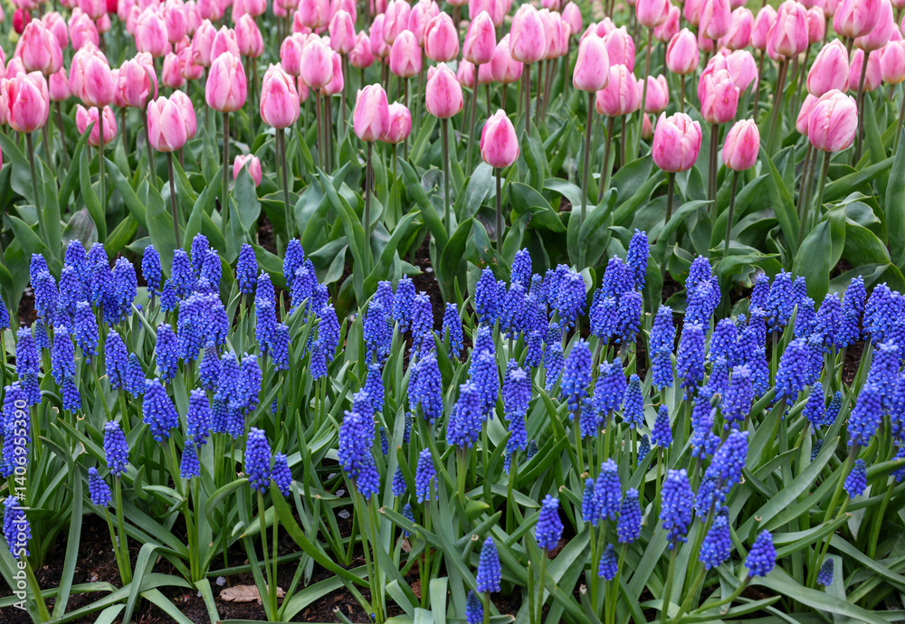 Colorful tulips and blue muscari blooming in a garden Colorful tulips and blue muscari blooming in a garden