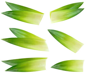 Pineapple leaf isolated png. Pineapple leaves on transparent background. Cut pineapple leaf no background top view. Pineapple leaves transparent png collection. Full depth of field.