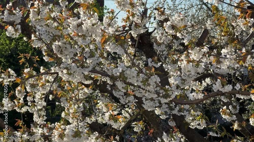 White and pink cherry blossom during springtime 