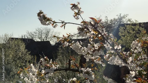 White and pink cherry blossom during springtime 
