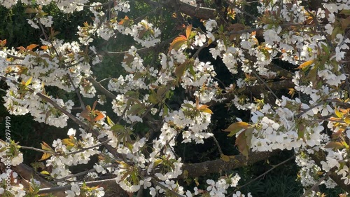 White and pink cherry blossom during springtime 