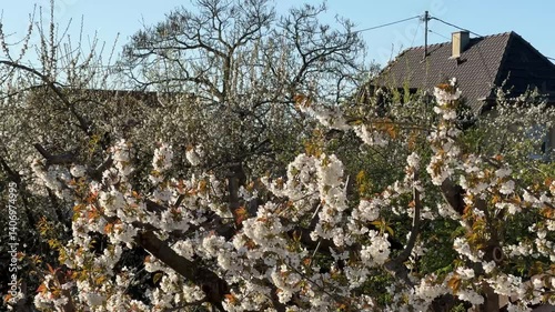 White and pink cherry blossom during springtime 